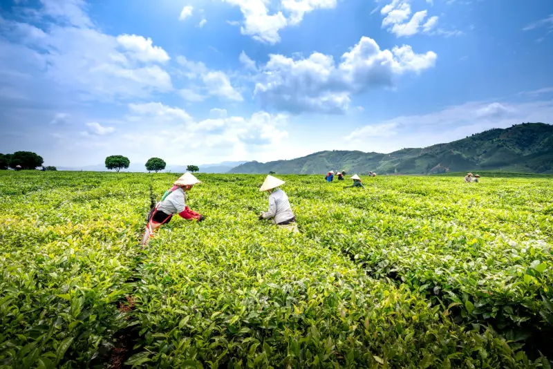 光器件衰减器在华南光通信工程中的关键应用场景